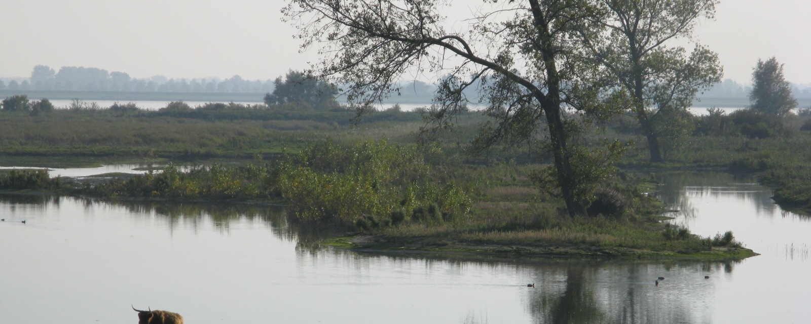 Grazende runderen aan het water op Tiengemeten, midden in het Haringvliet.