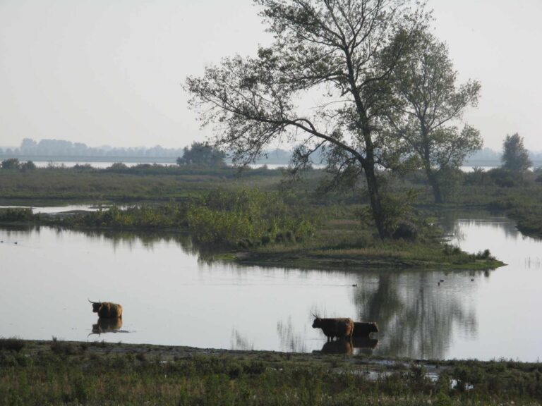 Grazende runderen aan het water op Tiengemeten, midden in het Haringvliet.