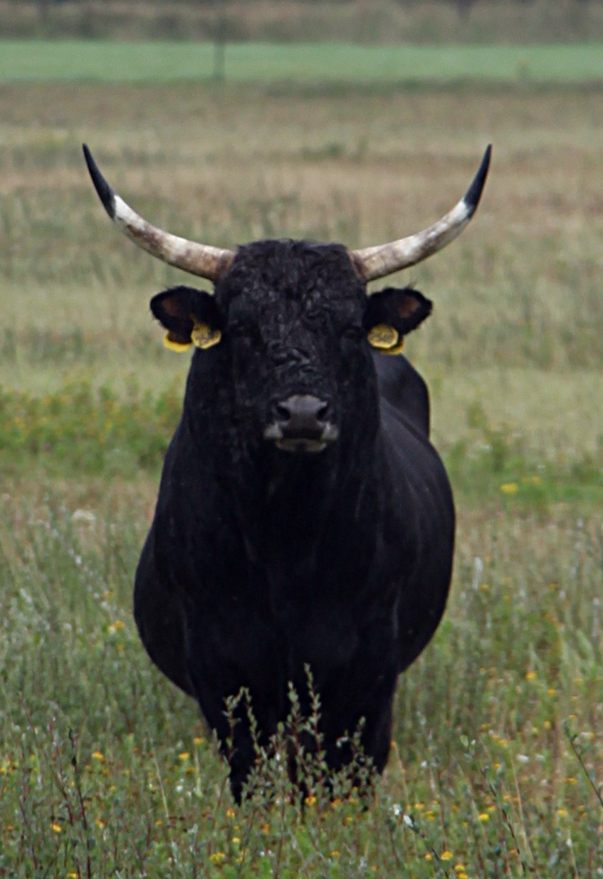 Zwarte heckrundstier met brede, lichte hoorns en een lichte ring om de snuit, in ruig grasland