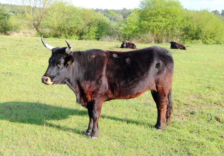 Heckrundstier van opzij in grasland, met donkere romp, roestbruine flank en naar voren gebogen hoorns