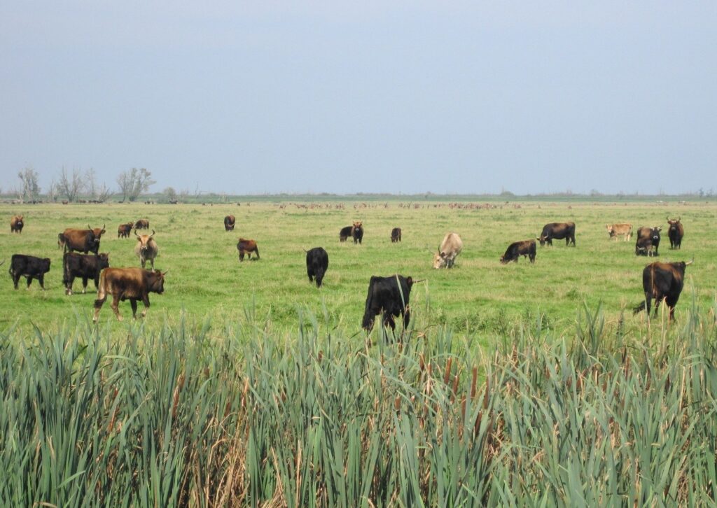 Kudde heckrunderen op het open grasland van de Oostvaardersplassen met edelherten op de achtergrond