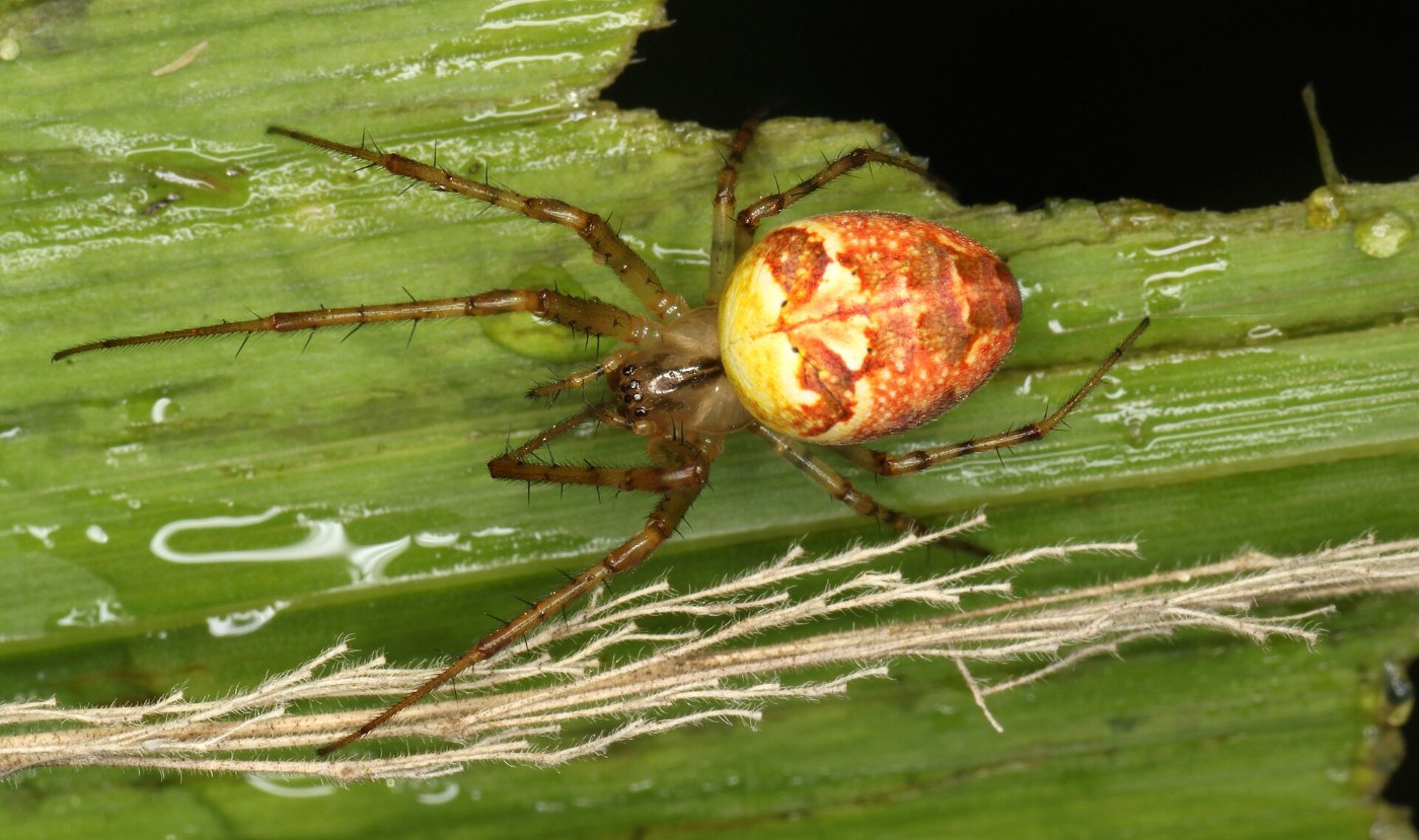 Herfstspin met oranje achterlijf op een grasspriet.