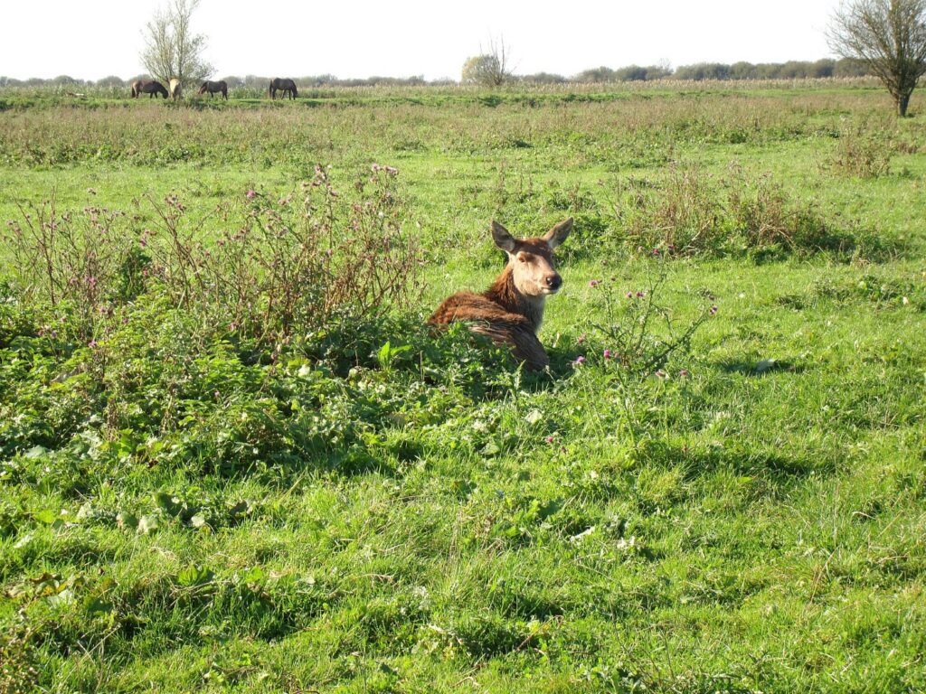 Twee hindes in de Oostvaardersplassen — buiten de bronst leven edelherten in roedels die op geslacht gescheiden zijn
