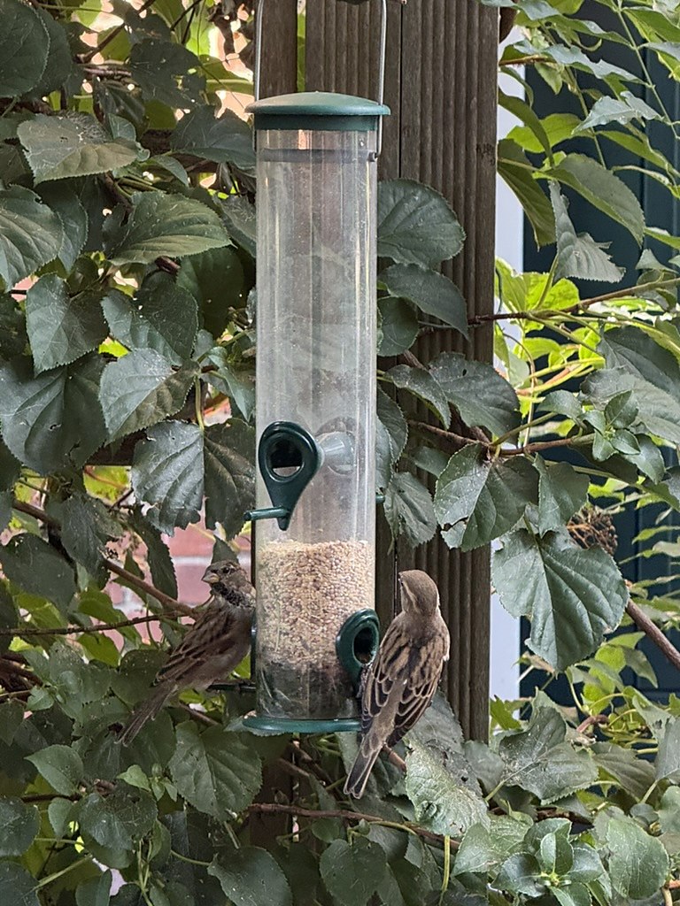 Een mannetje en een vrouwtje huismus bij een doorzichtige zaadsilo in een struik — zaad in een silo is voor veel tuinvogels het geschiktste voer