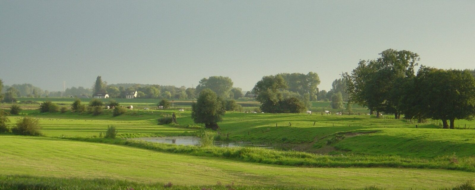 Uiterwaarden bij Olst: grasland dat bij hoogwater onderloopt, met de IJssel erachter.
