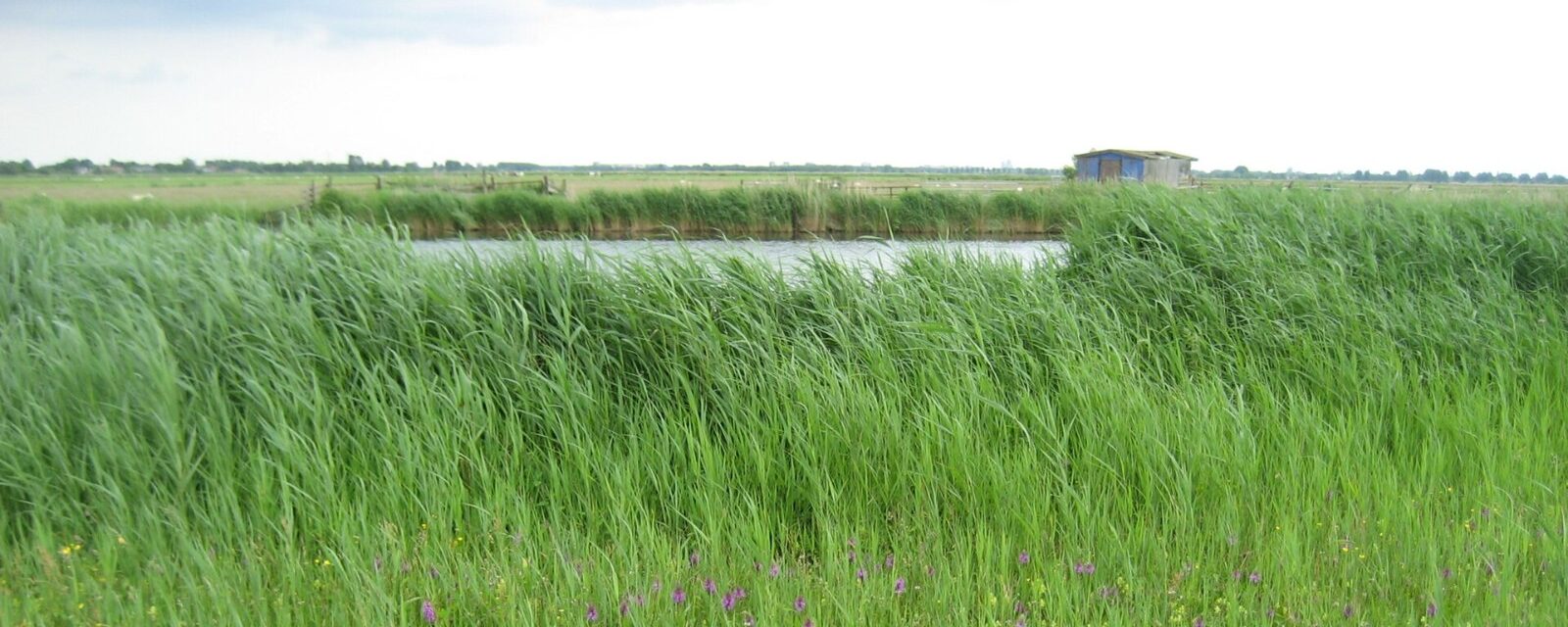 Rietland in het Ilperveld bij Landsmeer