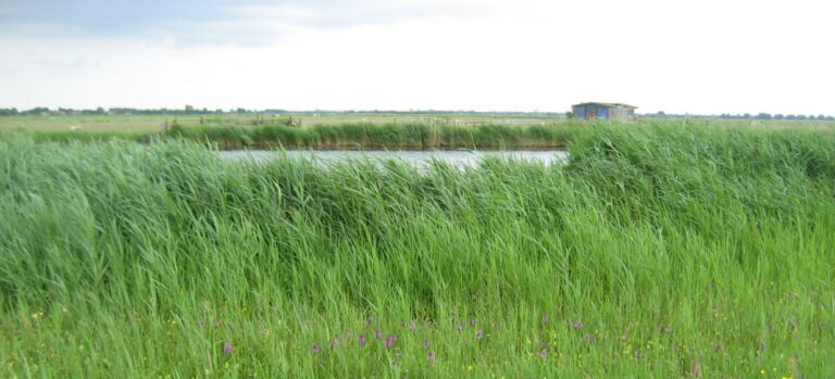 Rietland in het Ilperveld.