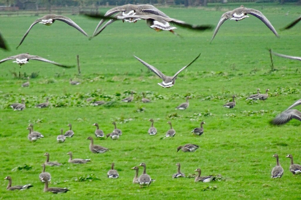 Ganzen vliegen op uit een weide — het eerste uur na zonsopkomst vliegen ganzen van de slaapplaats naar het graasland
