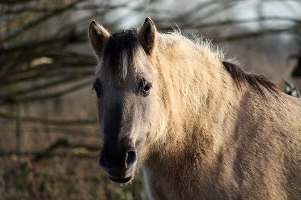 Konikpaard in de Oostvaardersplassen, de tweede grote grazer naast het edelhert