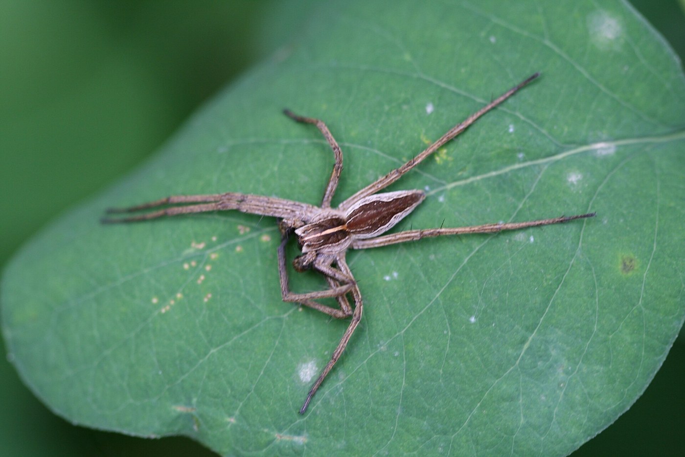 Kraamwebspin op een blad, met de voorste poten recht vooruit gestrekt.