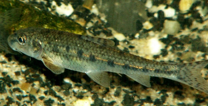 Riviergrondel op een zandbodem, met cilindervormig lichaam en onderstandige bek
