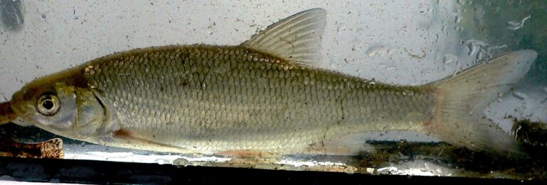 Serpeling