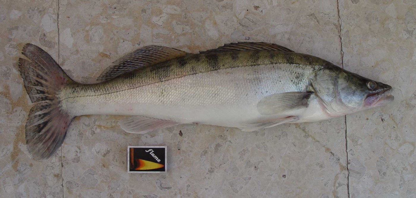 Snoekbaars met langgerekt lichaam, spitse kop en twee gescheiden rugvinnen