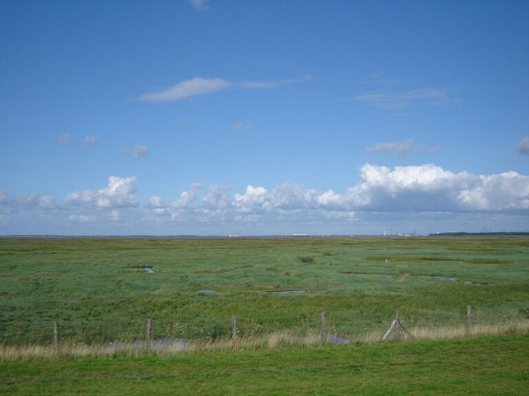 Het Verdronken Land van Saeftinghe: schor tot aan de horizon, zonder bomen of beschutting.