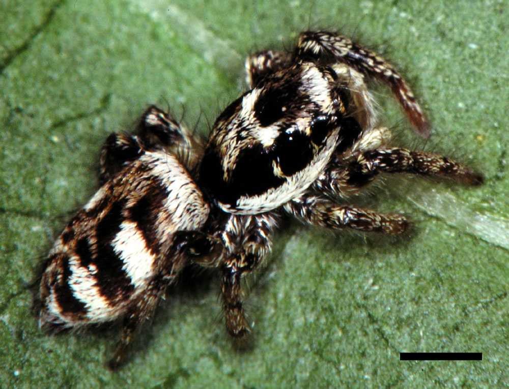 Zebraspin, een kleine springspin met zwart-witte tekening.