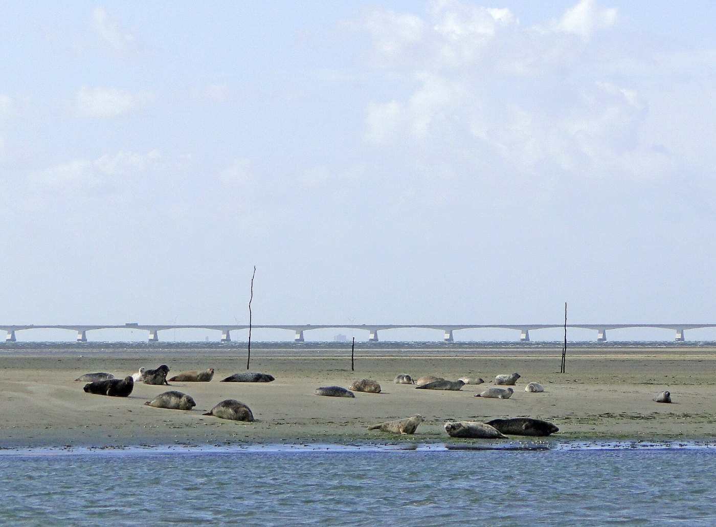 Zeehonden op de Galgenplaat in de Oosterschelde met de Zeelandbrug op de achtergrond
