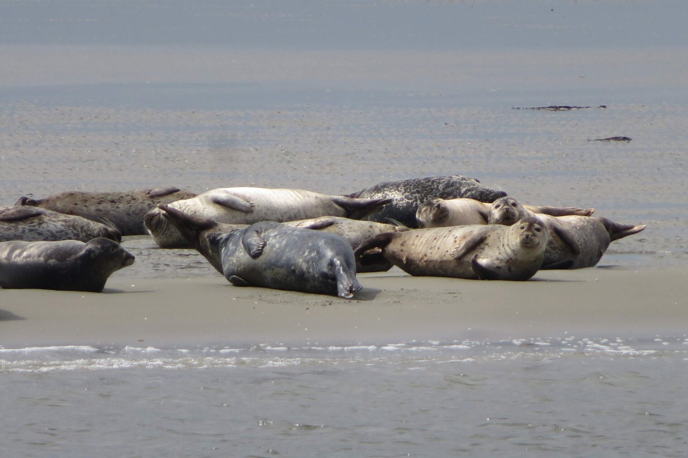 Gewone zeehonden rusten bij laagwater op een zandplaat in de Oosterschelde