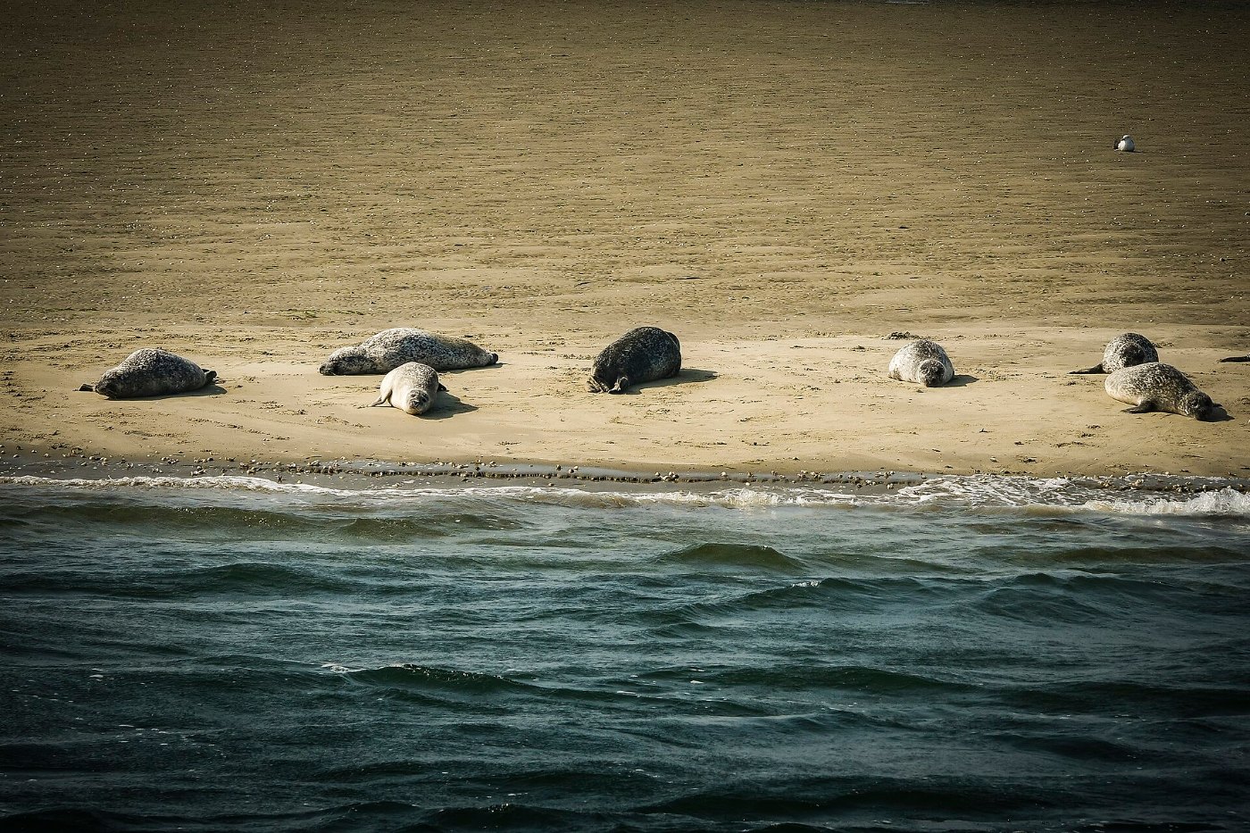 Zeehonden op een droogvallende zandplaat in de Oosterschelde bij laagwater