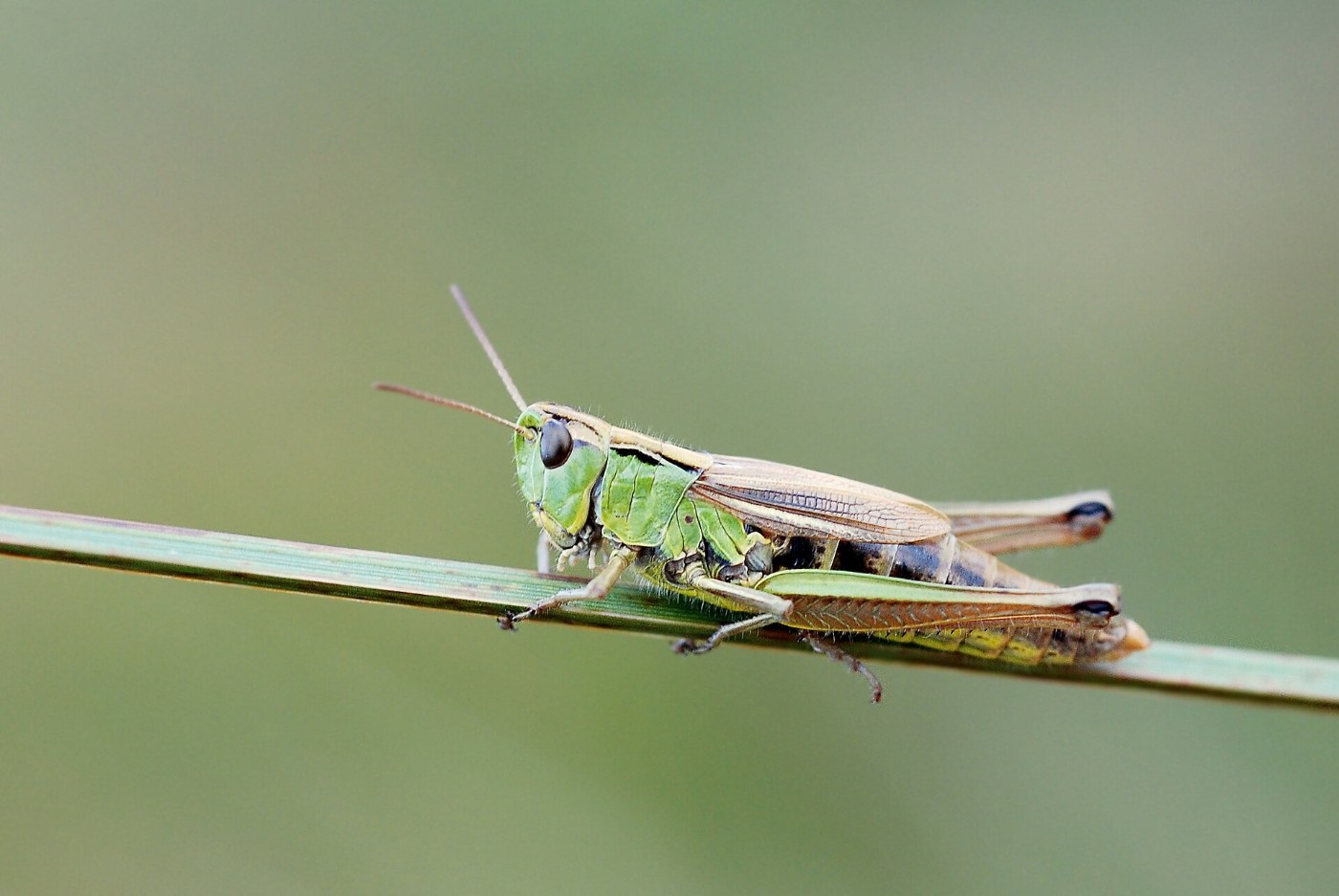 Zompsprinkhaan op een grasspriet.